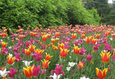 Ottawa tulip festival