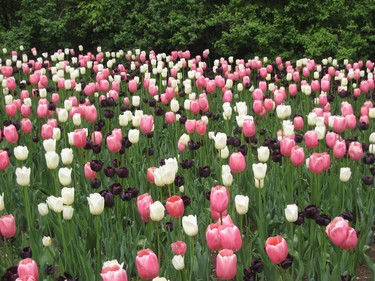 Ottawa tulip festival