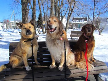 Nothing beats a walk in the park on a gorgeous day with Jackson, Copper & Shelby.