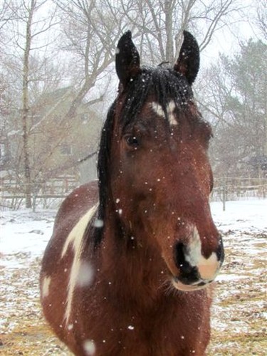 Here is Cruiser from  A Horse Tale enjoying a beautiful  day after a long cold winter.