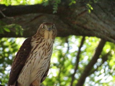 falcon sitting in our back yard  tree watching