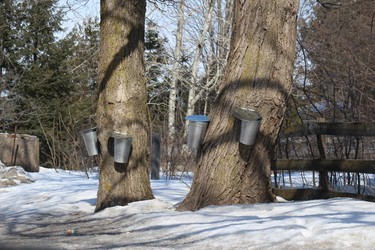 It's Spring when the maple syrup starts to flow!