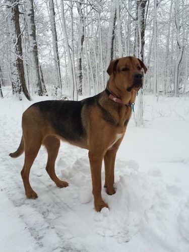Handsome hound, 1 yr