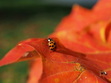 The ladybug and the spider.