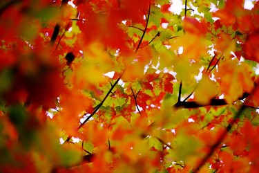 Leaf Focus