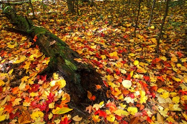 Walking in the woods, nice scenery and colours.