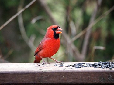 Beautiful male cardinal on the deck
