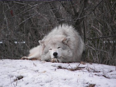 The wolf is a part of the canine family!  This gray Wolf looks content to nap in the snow at the Ecomuseum.