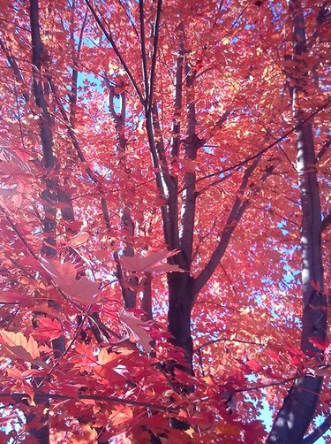 Beautiful Fall Leaves