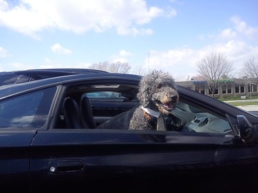 ....Working like a dog....!  When I parked next to this car while doing errands, I came face to face with this hard working dog!!