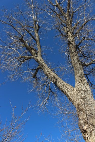 I love bare trees in winter...you get to see their real beauty.
