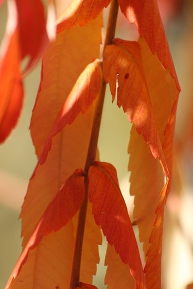 Beautiful Fall Colors up close!