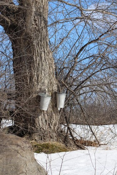 While driving in Hudson, we noticed the trees are tapped for syrup. It's Spring!