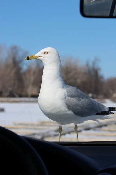 This seagull came right up to the front windshield of my car...looking in at us!  deciding if there was any takeout food available.