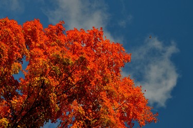 Many Leaves