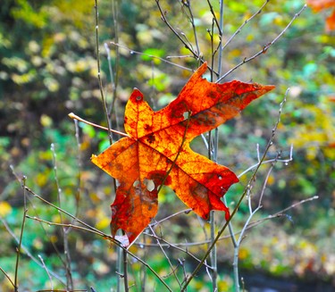 Maple leaves seems to blow everywhere and end up getting caught up in odd places.