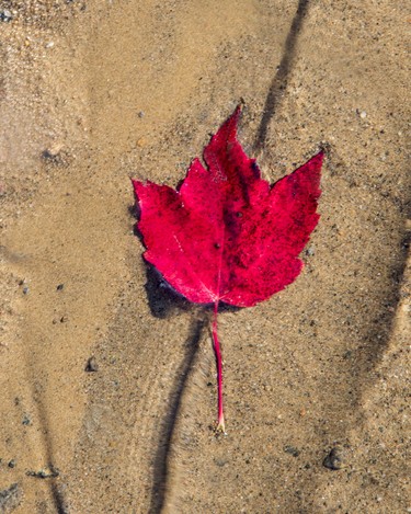 Maple leaves and water go together and when you add sunshine the effect is like they are suspended.