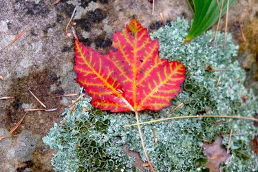 Canada's mapleleaf