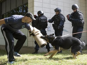 Martin Bougie folllows the pull of police dog Bonsai during armed simulation in Montreal on September 17, 2008.