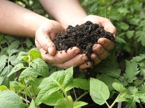 A handful of compost.
