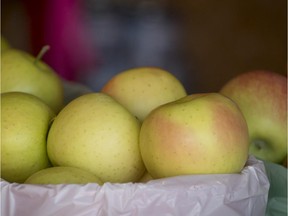 A basket of Primegold apples at Verger de la montagne, in Mont St-Gregoire.