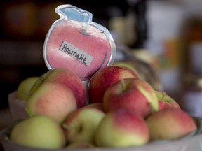 Rosinette apples for sale at the Verger de la montagne, in Mont St-Grégoire.