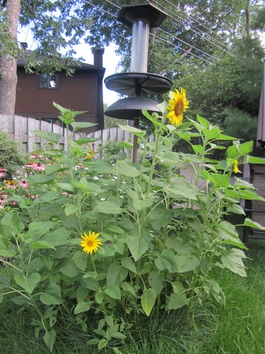 Seeds which spilled over from the bird feeder grew into a welcomed sunflower garden all on their own.