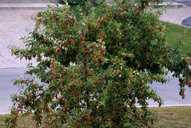 This crab apple tree in my front yard produced a bumper crop this year. I have never seen this before!