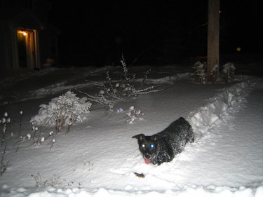 Oreo blazes her own snow trail.