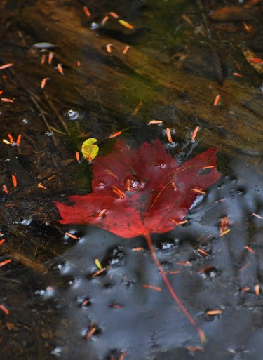 Even after falling off the tree this maple leaf is impressive.