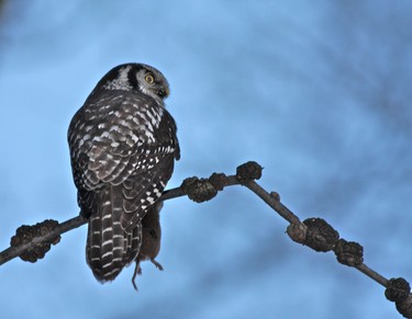 Out walking the dog in Saint Lazare and was lucky enough to see this Northern Hawk Owl with lunch in hand.