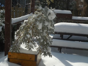 Poor little evergreen on my patio is all iced up.