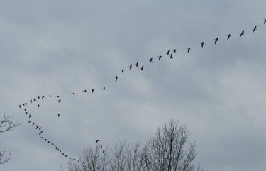 The geese are back.