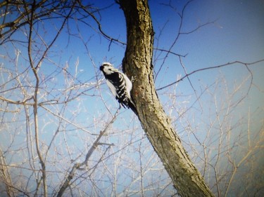 A woodpecker in my backyard.