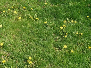 Blooming dandelions on the lawn - not very popular.