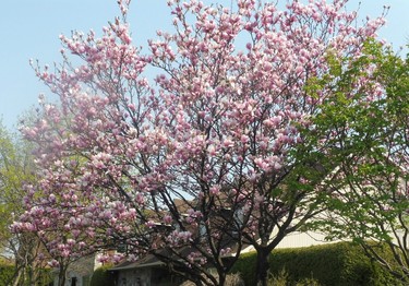 Beautiful blooming tree in my neighborhood.