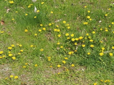 Lots of dandelions on this lawn.