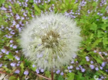 This dandelion is gone to seeds.