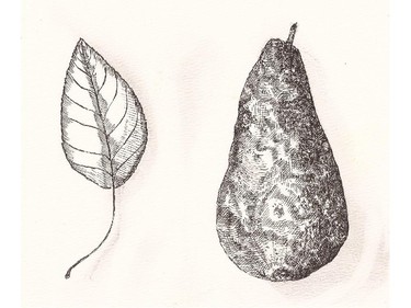 Pear tree illustration for Bronwyn Chester's Island of Trees column, Oct. 1, 2011.