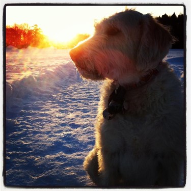 Nothing beats sharing winter sunrise with my dogs.