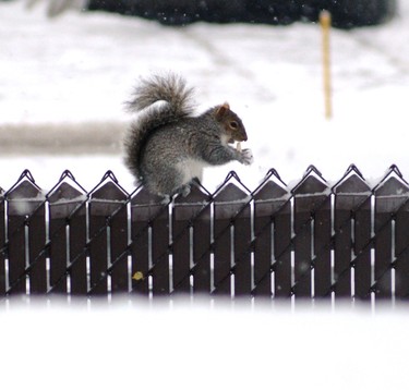 This photo was taken during the latest snow storm. This squirrel found some peanuts and hoping there will be lots of food when the snow is eventually gone.