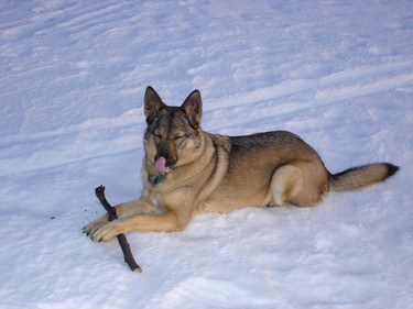 Lalou enjoying the snow.