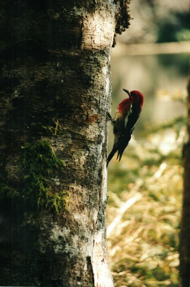 BIRD ON A TREE