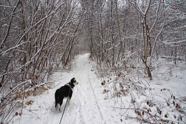 Winter wonderland, nothing like a walk in fresh snow