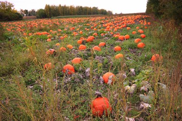 End of summer crop, coming to a neighbour hood near you