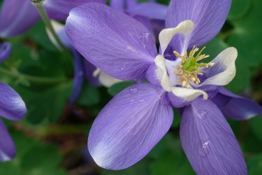 These flowers are zoo small maybe 3/4 of an inch wide but very beautiful.