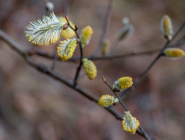 Blossom