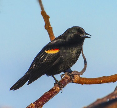 The Red Winged Blackbirds were enjoying the spring sunshine.