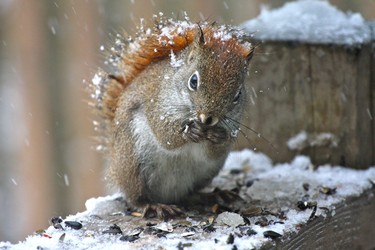 Looks like the wind is blowing him over, cute.