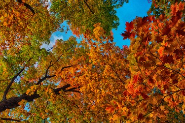 Some fall colours from the Rigaud Festival of Colours